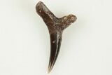 Fossil Shark (Cretodus) Tooth - Carlile Shale, Kansas #203302-1